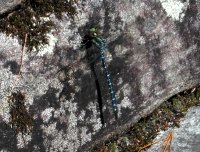 Dragonfly resting - Aescna umbrosa